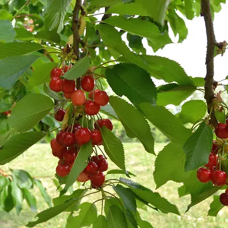 Bucaneve